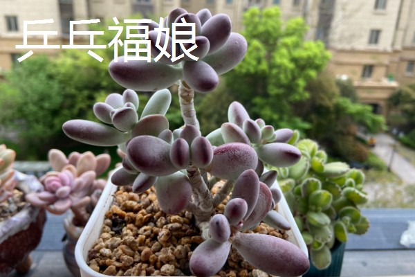 福娘多肉叶子为什么干瘪脱落，可能是强光暴晒所致