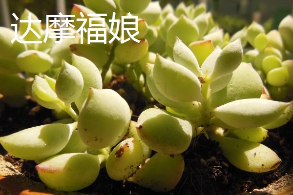 福娘多肉叶子为什么干瘪脱落，可能是强光暴晒所致