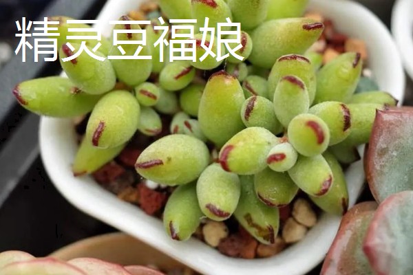 福娘多肉叶子为什么干瘪脱落，可能是强光暴晒所致