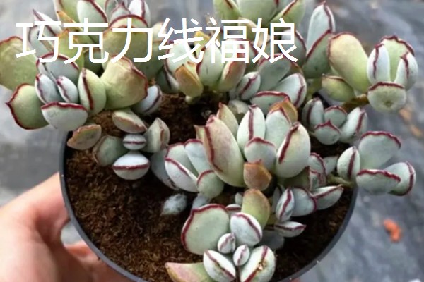 福娘多肉叶子为什么干瘪脱落，可能是强光暴晒所致