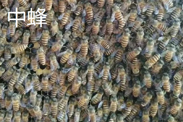 如何辨认中蜂还是意蜂，可以从体色、体型等方面辨别