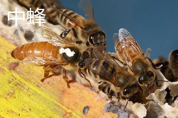 如何辨认中蜂还是意蜂，可以从体色、体型等方面辨别