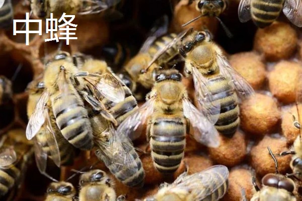 如何辨认中蜂还是意蜂，可以从体色、体型等方面辨别