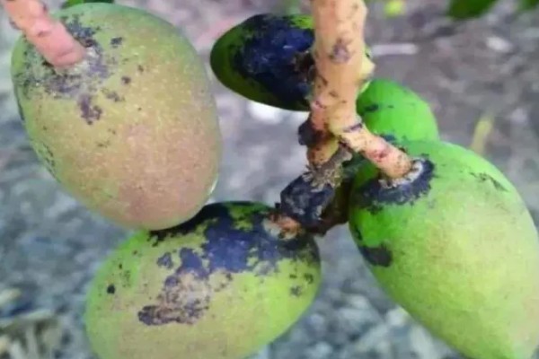 芒果炭疽病如何防治，开花期可喷洒克菌丹