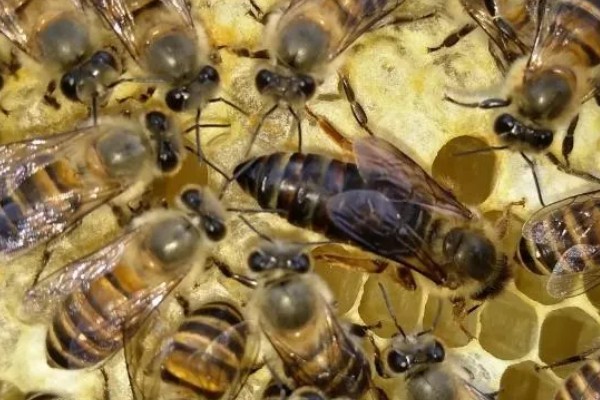 如何辨认中蜂还是意蜂，可以从体色、体型等方面辨别