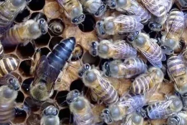 如何辨认中蜂还是意蜂，可以从体色、体型等方面辨别