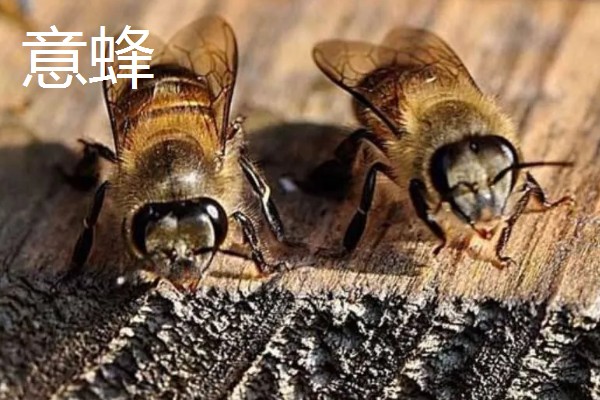 如何辨认中蜂还是意蜂，可以从体色、体型等方面辨别