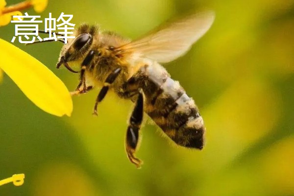 如何辨认中蜂还是意蜂，可以从体色、体型等方面辨别