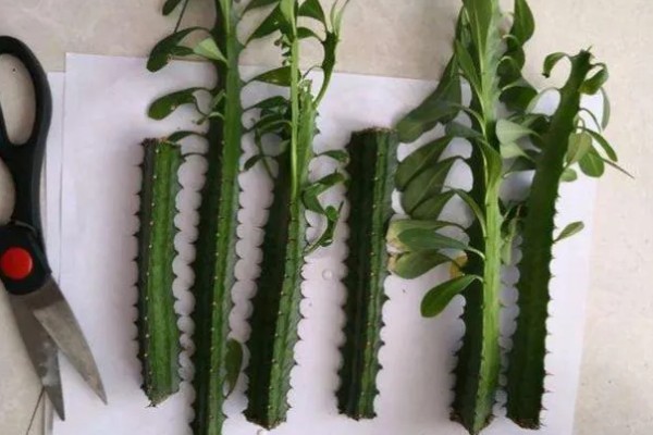 龙骨花的扦插方法,建议在每年的4-9月进行