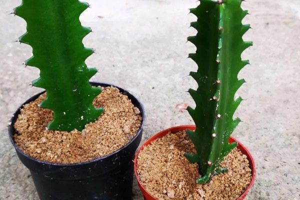 龙骨花的扦插方法,建议在每年的4-9月进行