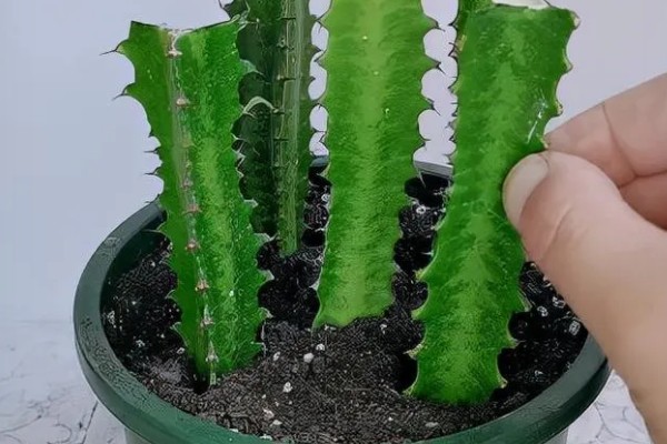 龙骨花的扦插方法,建议在每年的4-9月进行