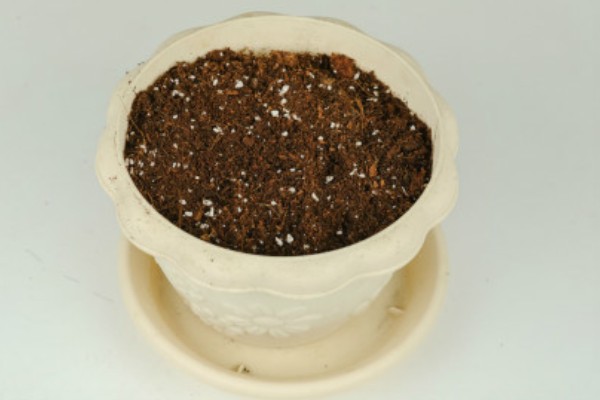 龙骨花的扦插方法,建议在每年的4-9月进行