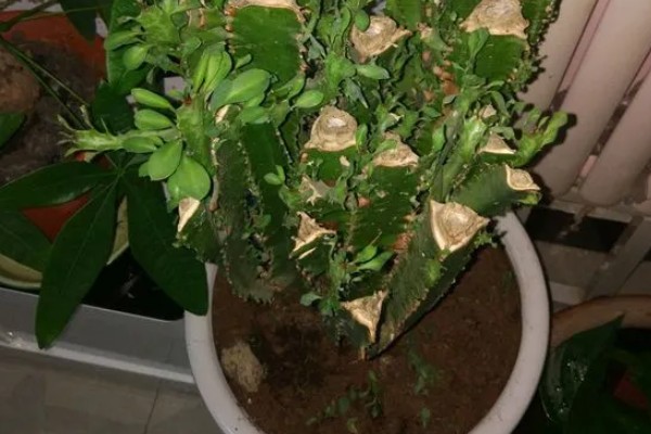 龙骨花的扦插方法,建议在每年的4-9月进行