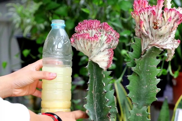 龙骨花的扦插方法,建议在每年的4-9月进行