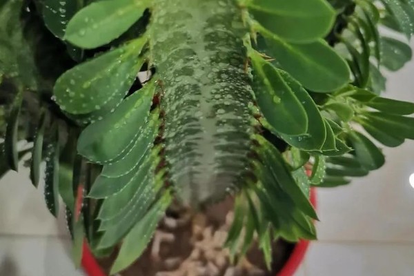 龙骨花的扦插方法,建议在每年的4-9月进行