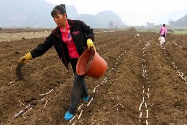 土壤有效磷如何增加，可增施有机肥料