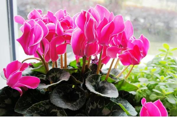 仙客来的生长习性,在肥沃沙质壤土中生长最好