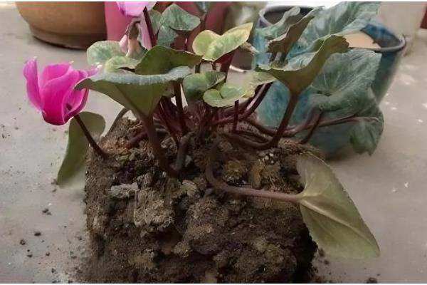 仙客来的生长习性,在肥沃沙质壤土中生长最好