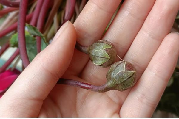 仙客来的生长习性,在肥沃沙质壤土中生长最好