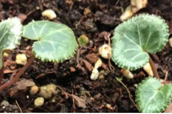 仙客来的生长习性,在肥沃沙质壤土中生长最好