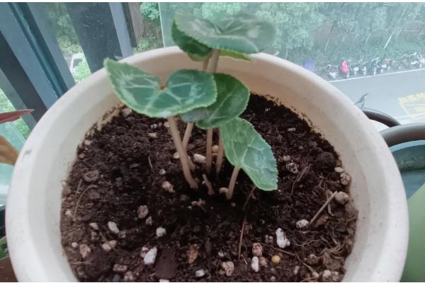 仙客来的生长习性,在肥沃沙质壤土中生长最好