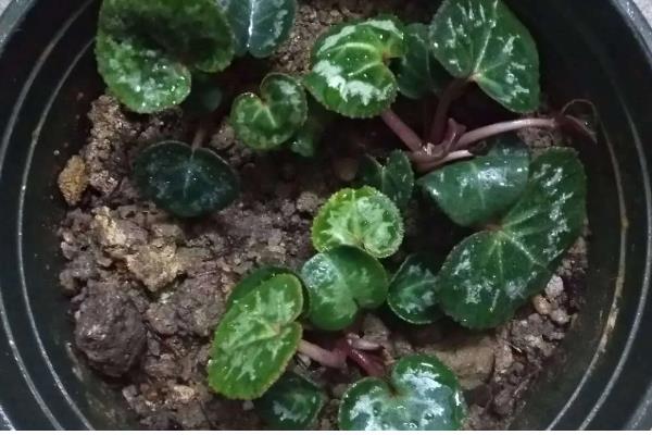 仙客来的生长习性,在肥沃沙质壤土中生长最好