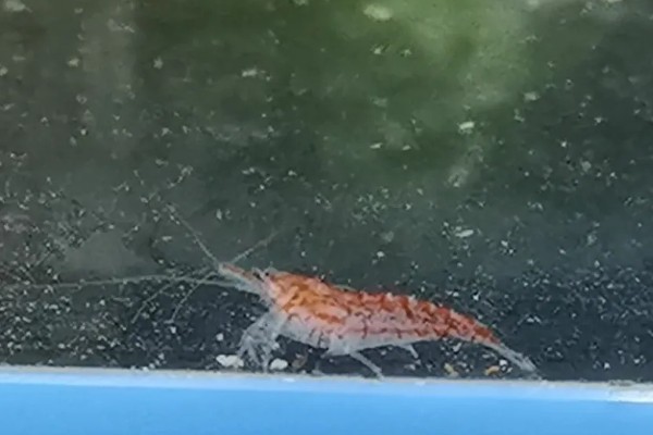 樱花虾变透明的原因，受惊、水质差、喂食不当都会引起