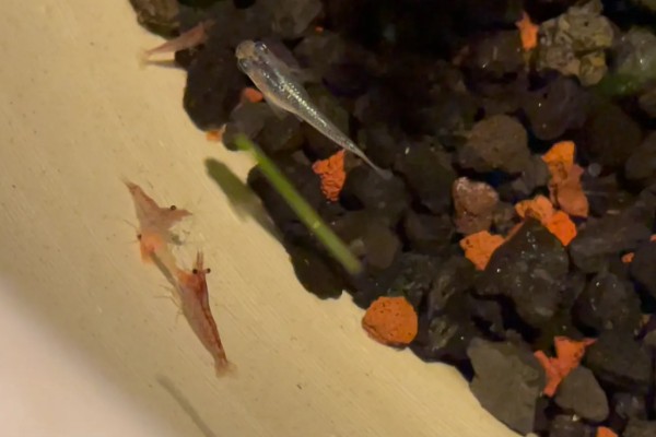 樱花虾变透明的原因，受惊、水质差、喂食不当都会引起