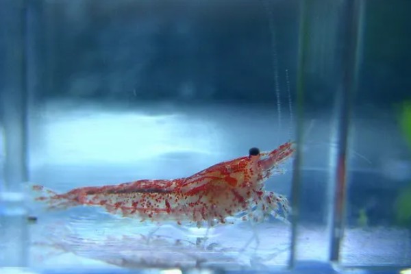 樱花虾变透明的原因，受惊、水质差、喂食不当都会引起