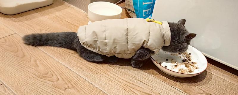猫感冒怎么办，可饲喂专用的感冒冲剂