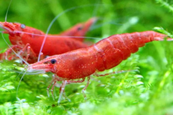 樱花虾变透明的原因，受惊、水质差、喂食不当都会引起