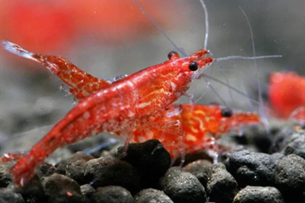 樱花虾变透明的原因，受惊、水质差、喂食不当都会引起