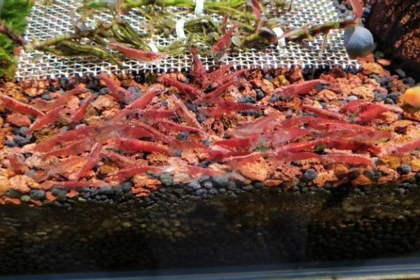 樱花虾变透明的原因，受惊、水质差、喂食不当都会引起