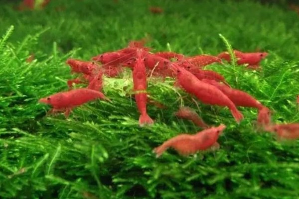 樱花虾变透明的原因，受惊、水质差、喂食不当都会引起