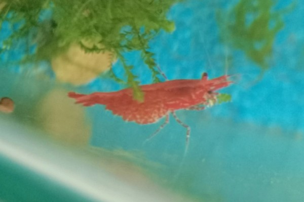 樱花虾变透明的原因，受惊、水质差、喂食不当都会引起