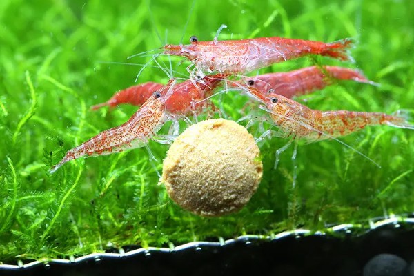 樱花虾变透明的原因，受惊、水质差、喂食不当都会引起