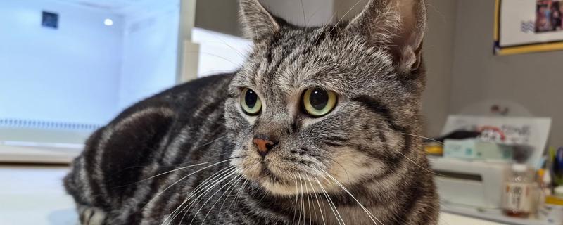 猫咪得心脏病的症状，会张开嘴呼吸