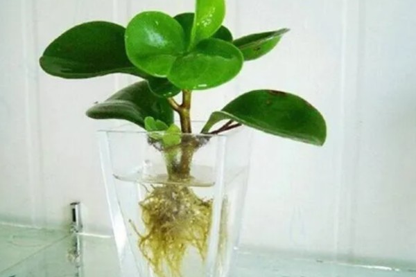 碧玉花怎么修剪,及时剪去徒长枝叶、枯黄枝叶