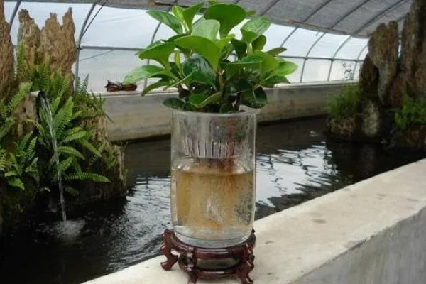 碧玉花怎么修剪,及时剪去徒长枝叶、枯黄枝叶