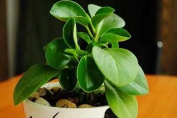 碧玉花怎么修剪,及时剪去徒长枝叶、枯黄枝叶