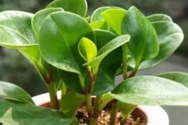 碧玉花怎么修剪,及时剪去徒长枝叶、枯黄枝叶