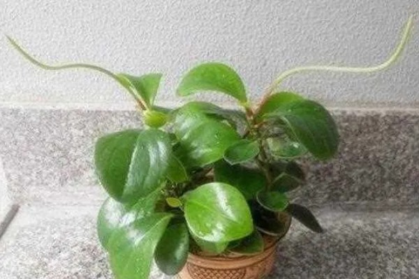 碧玉花怎么修剪,及时剪去徒长枝叶、枯黄枝叶