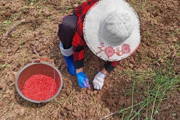 玉米种子的播种注意事项，不可在同一地块连续种植