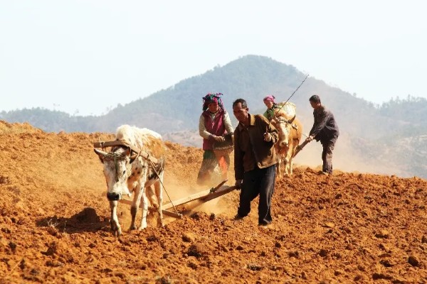 玉米种子的播种注意事项，不可在同一地块连续种植