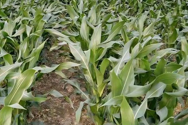 玉米种子的播种注意事项，不可在同一地块连续种植