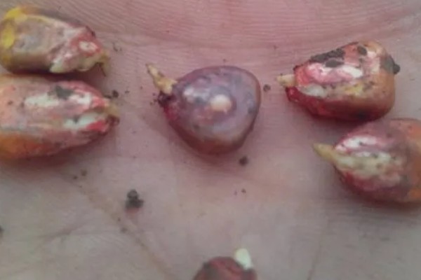 玉米种子的播种注意事项，不可在同一地块连续种植