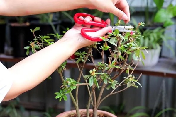 杜鹃花冬季修剪方法，剪除生长不良和过密的枝叶