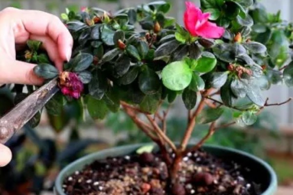 杜鹃花冬季修剪方法，剪除生长不良和过密的枝叶