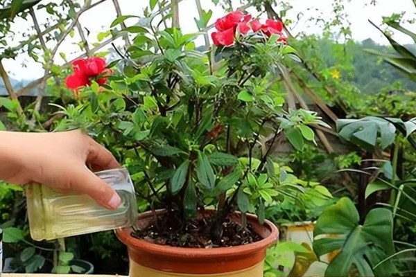 杜鹃花冬季修剪方法，剪除生长不良和过密的枝叶