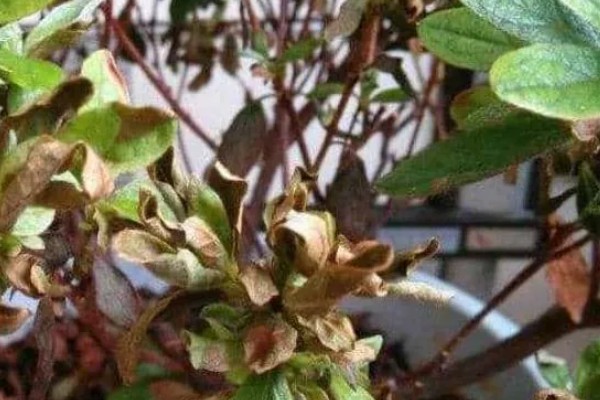 杜鹃花冬季修剪方法，剪除生长不良和过密的枝叶